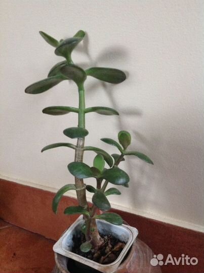 Домашние цветы