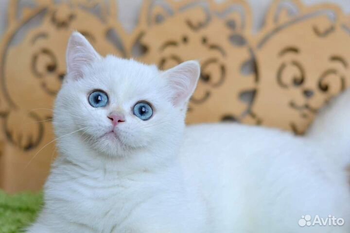 Британская короткошерстная ny1233