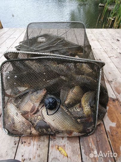 Платная рыбалка