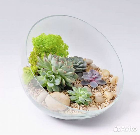 Флорариум круглый