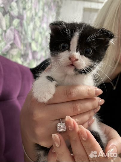 Отдам котят британской кошки