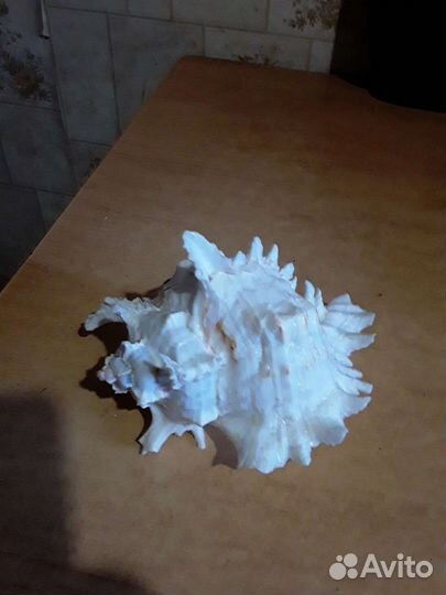 Ракушка Мурекс ветвистый