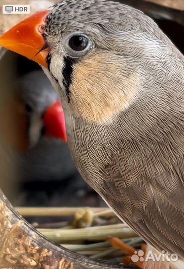 Зебровые амадины