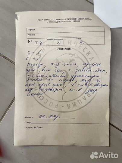 Собака сиба ину