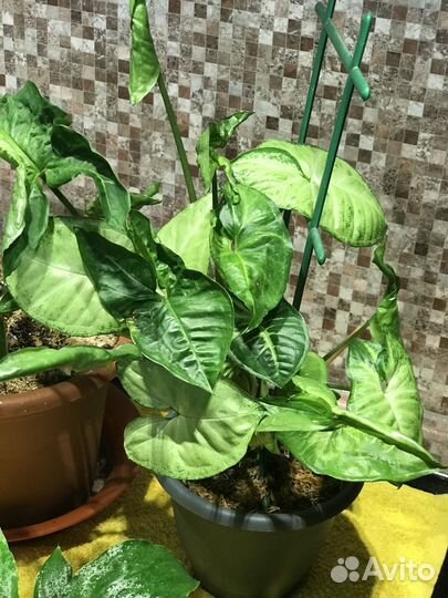 Комнатные цветы