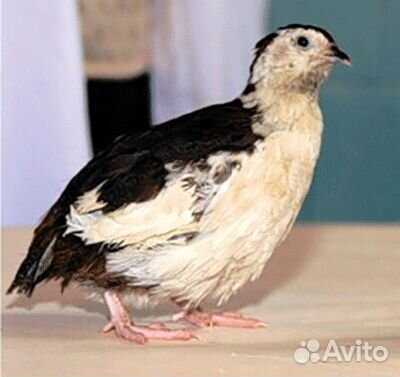 Перепела несушки