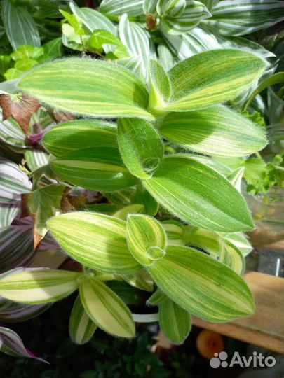 Комнатные цветы/ Традесканции (сеткреазия)каллизии