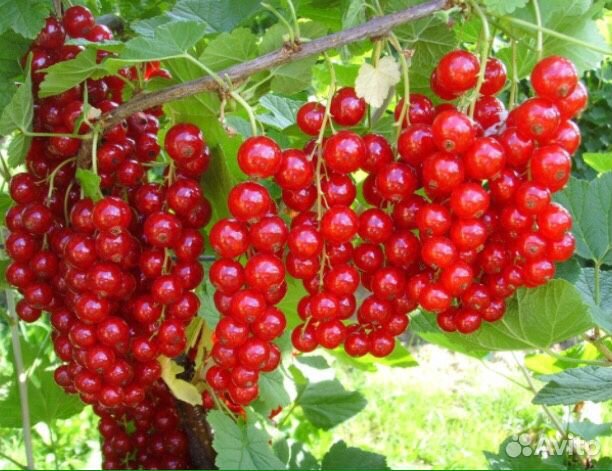 Саженцы черной и красной смородины, крыжовник