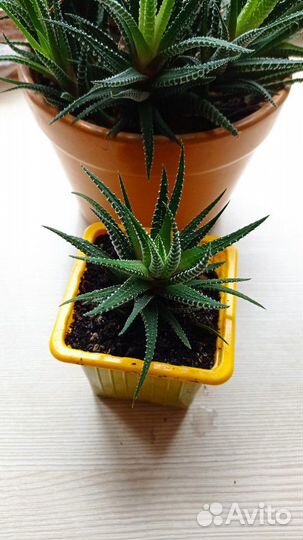 Кактус хавортия