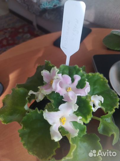 Фиалки сортовые детки