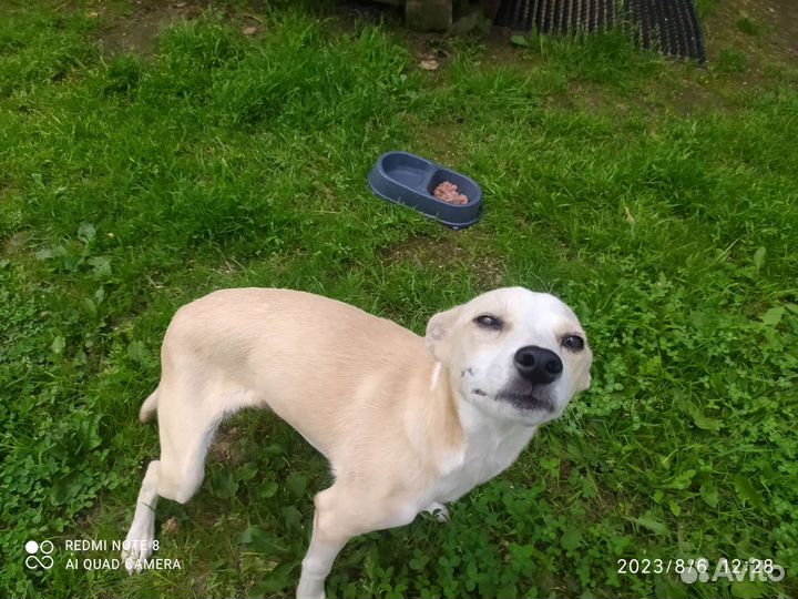 Левретка в добрые руки игривая любит детей