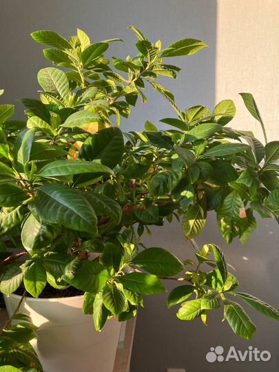 Отрежу черенки от гардения жасминовидной