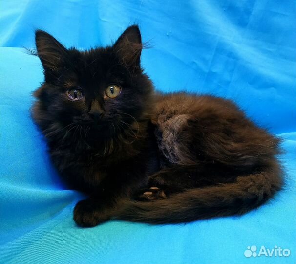 Пушистое чудо