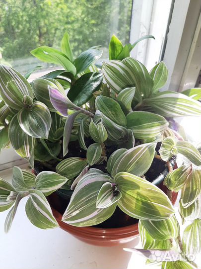 Взрослый большой куст традесканции