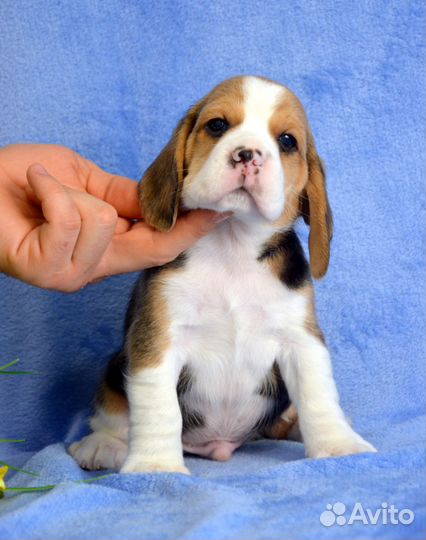 Бигль малыши