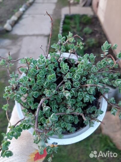 Садовые растения