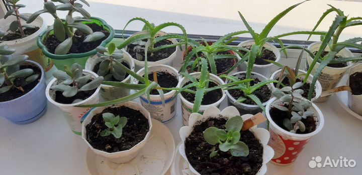Алоэ,толстянка(денежное дерево), каланхоэ(цветущий