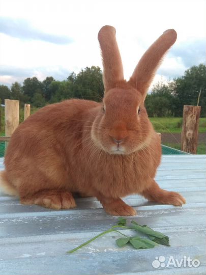 Кролики на племя нзк, Французский баран
