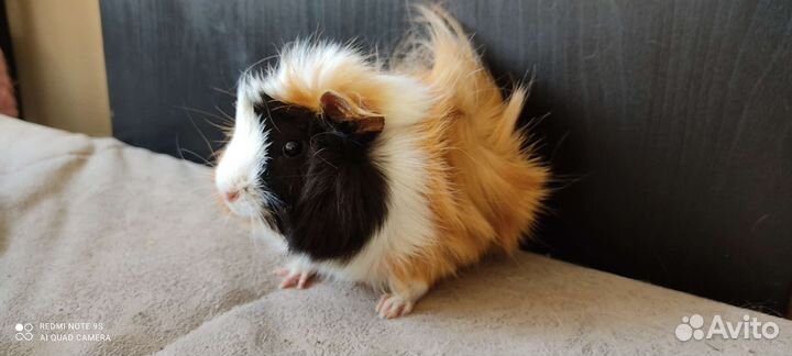 Морские свинки - лучшие питомцы