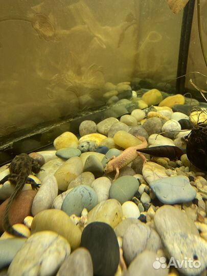 Тритон иглистый