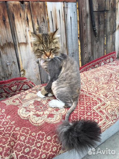 Стрижка кошек и собак