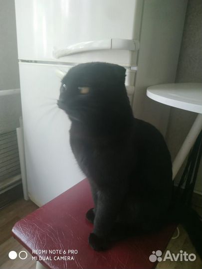 Британский кот на вязку