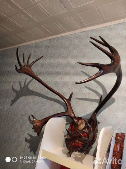 Аквариум, оленьи рога