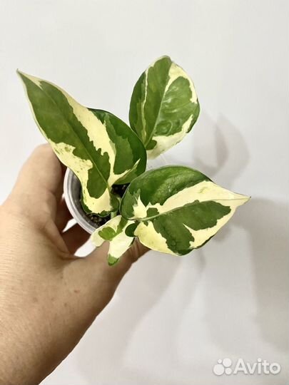 Эпипремнум ''Энджой''