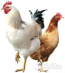 Куры, Цыплята