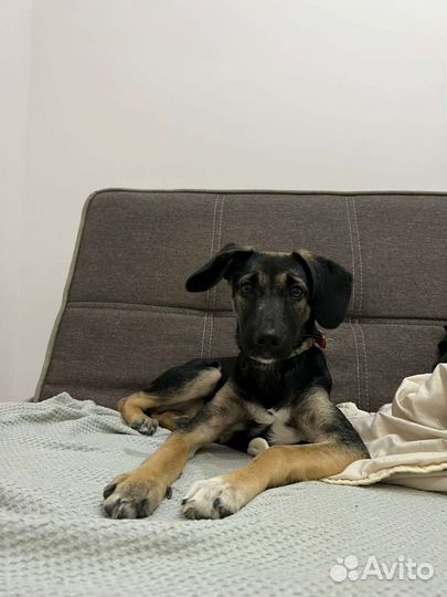 Собака в добрые руки