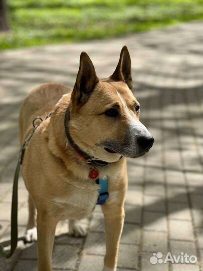 Собаки из приюта бесплатно