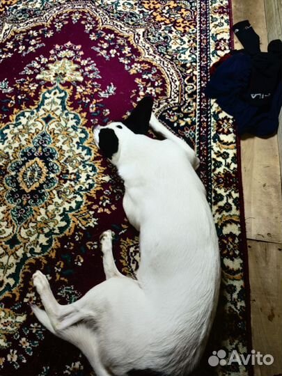 Девочка ищет себе дом