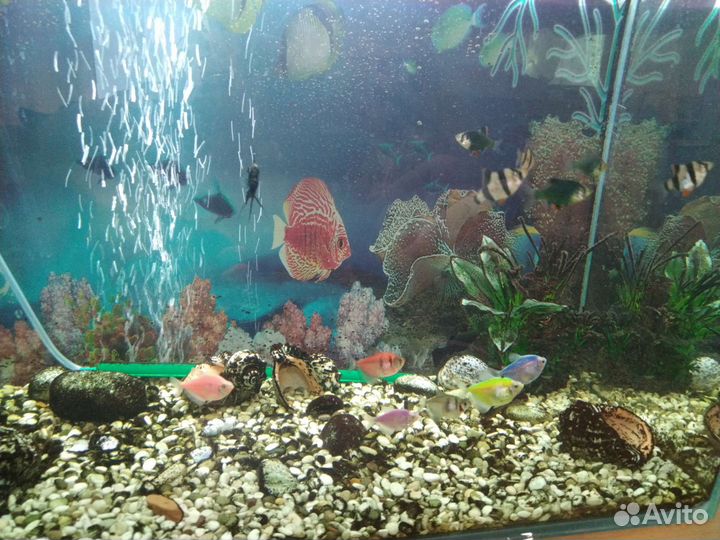 Аквариум с рыбками бу