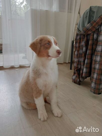 Купить щенка Аусси австралийская овчарка