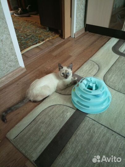 Сиамская кошечка