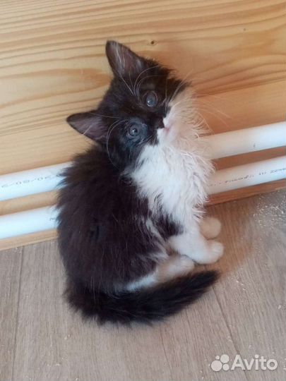 Котенок девочка