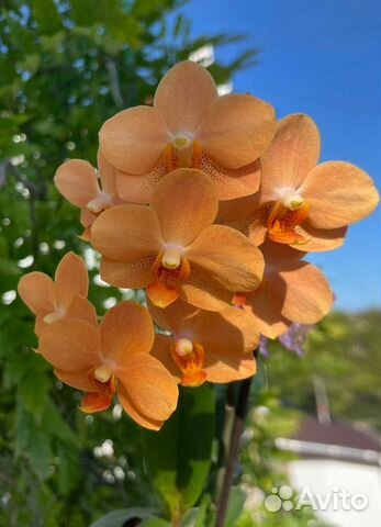 Орхидея Ascps. Irene Dobkin 'Elmhurst' HCC-AOS купить в Нижнем ...