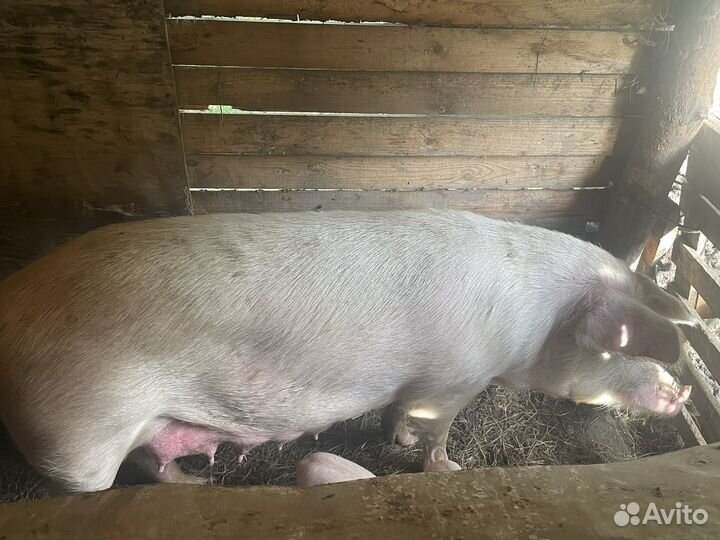 Парясята ландрас