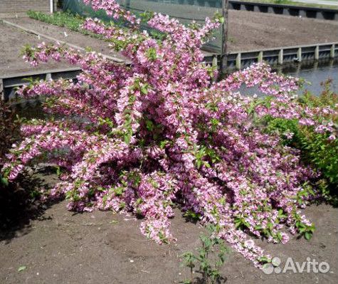 Ива разных сортов, Вейгелы. Саженцы,см. текст