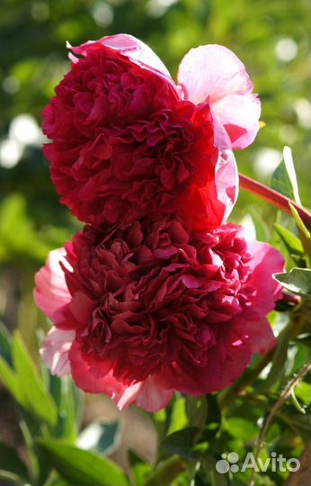 Пионы из моего сада