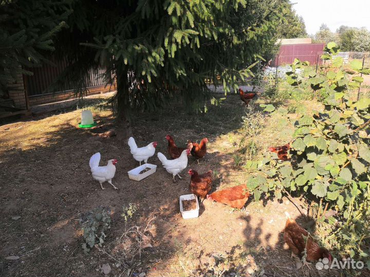 Яйцо куриное, домашнее