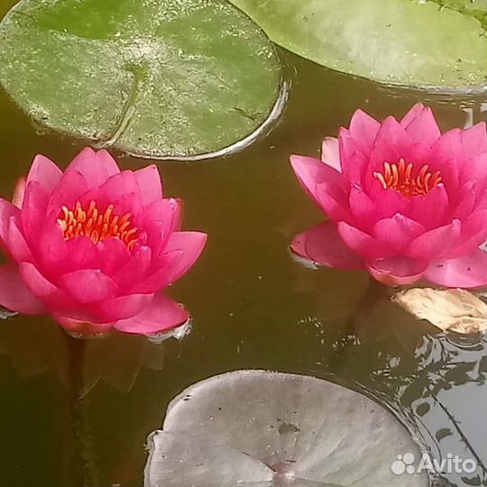 Нимфеи прудовые