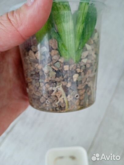 Сансивьерия Tiara Platinum