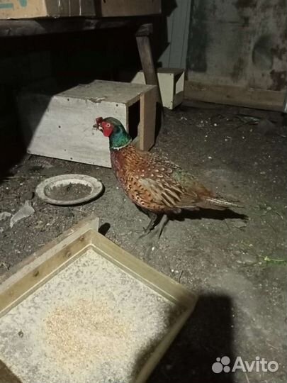 Продажа фазанов