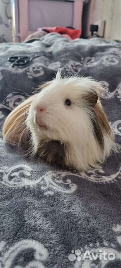 Морские свинки