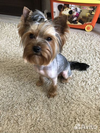 Йоркширский терьер вязка случка (развязанный)