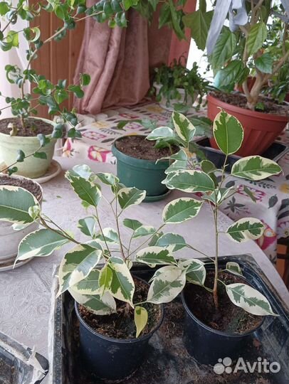 Фикус бенджамина пестролистный