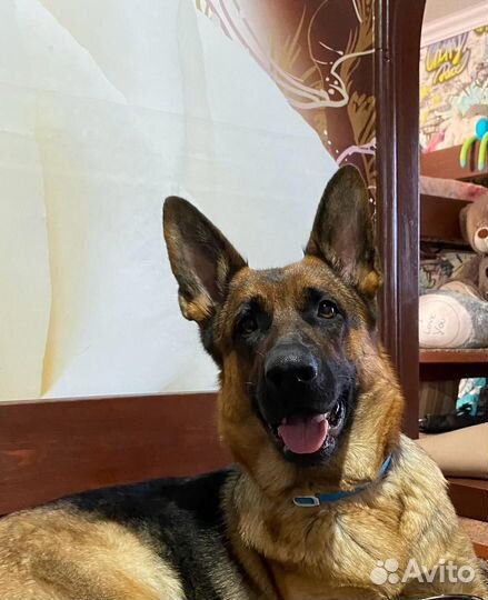 Немецкая овчарка