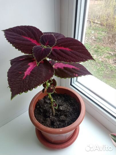 Строманта Триколор