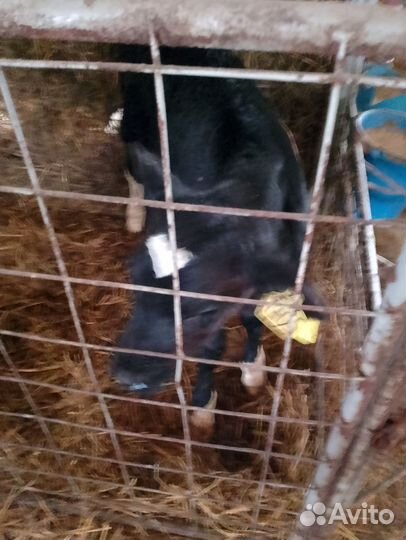 Телята бычки